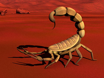 Scorpion Rider